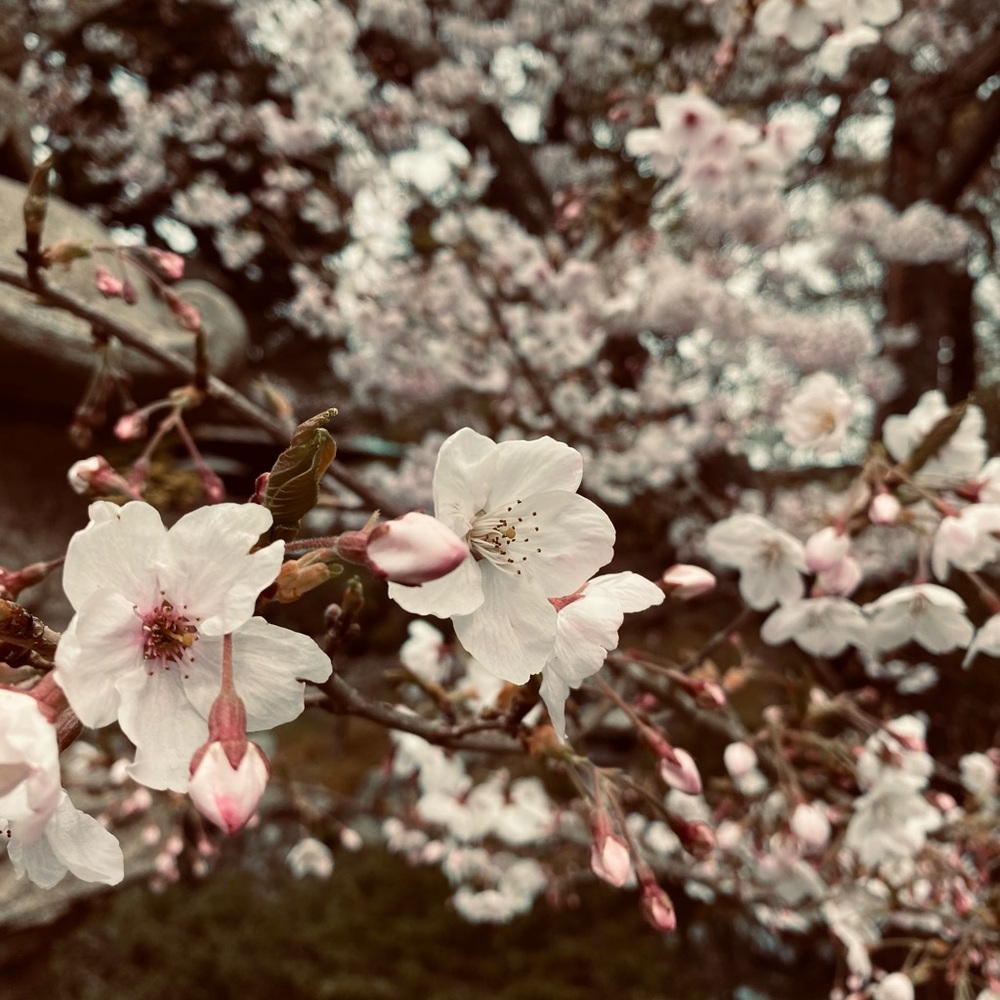 Meet your Posher, Erica